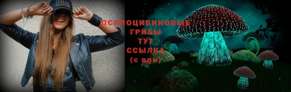 прущие грибы Елабуга